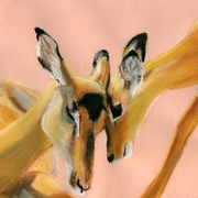 Impala_family_card