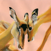 Impala_family_thumb