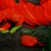 Mohn_im_licht_card