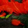 Mohn_im_licht_thumb