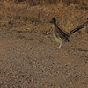 Roadrunner_thumb