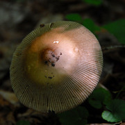 Mushroomtop_card