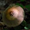 Mushroomtop_thumb