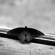 Butterflywindowbw_card