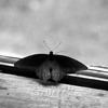 Butterflywindowbw_thumb