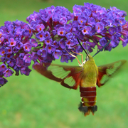 Hummingbird_moth_2_card
