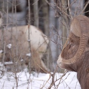 Big_horn_sheep_card