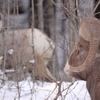 Big_horn_sheep_thumb