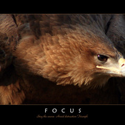 Focus_project_card