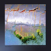 Landscape__bark__card