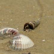 Des_fesses_sur_la_plage_card
