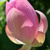 蓮花１_thumb