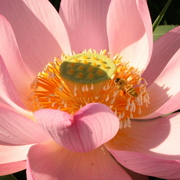 Pinklotus_card