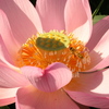 Pinklotus_thumb