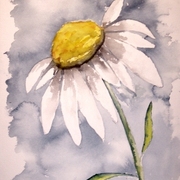 Daisy_small_card