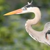 Heron6a_thumb