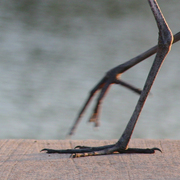 Feet1_card