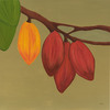 Cocoa_thumb