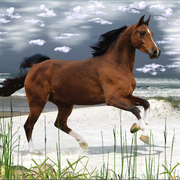 959-white_beach_gallop_card
