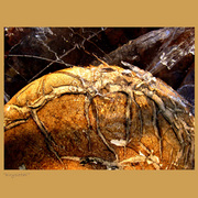 Crystal__mushroom__card