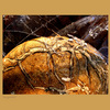 Crystal__mushroom__thumb