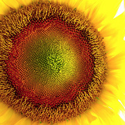 Sun_card