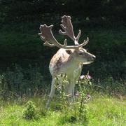 A031_deer_at_ashton_court__bristol_card