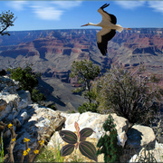 960-stork_canyon_card