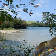 961-bird_paradise_card