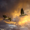 Pelicans_at_dawn_thumb