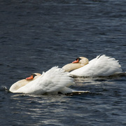 Swan_couple_with_open_wings_swimming_card