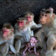 Monkey_family-2_card
