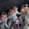 Monkey_family-2_thumb