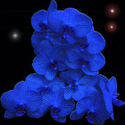 Blue_card