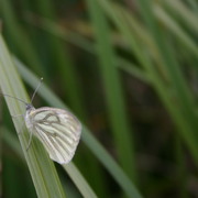 Picture_090_card