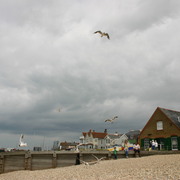 Picture_134_card