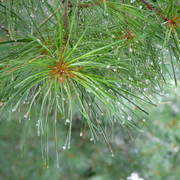 Drops_on_pine_card