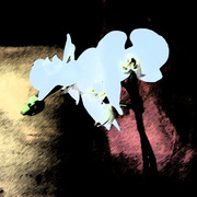 Platin_blume_card