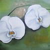 273orchids