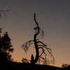 Sunrise_tree_thumb