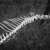 Bones_on_wire_thumb