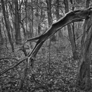 Bowing_tree_card