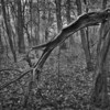 Bowing_tree_thumb