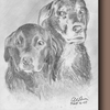 Nancys_dogs_thumb