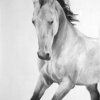 Charcoal_horse_golden640_thumb