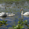 Swan_family_1_thumb