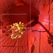 Blossom_l_card