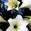 Lilien_thumb