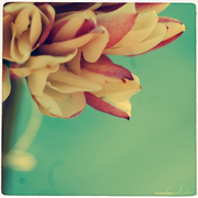 Jasmin_web_card