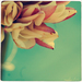 Jasmin_web_square